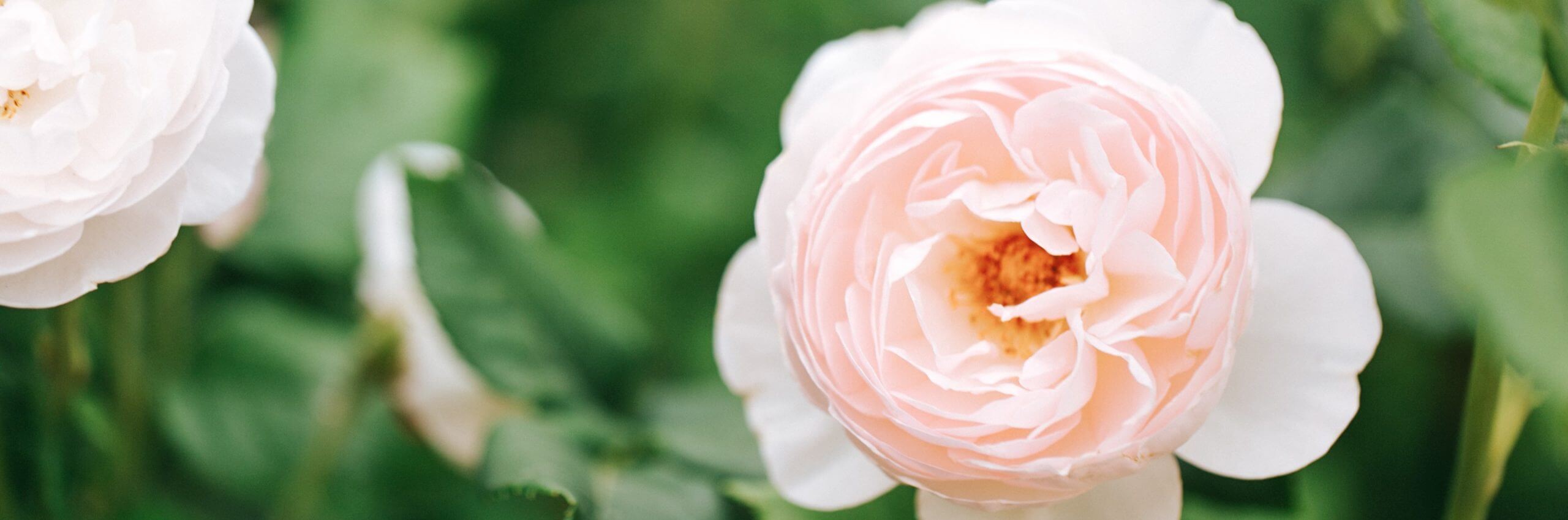 Pushma Kriya: Flower Meditation