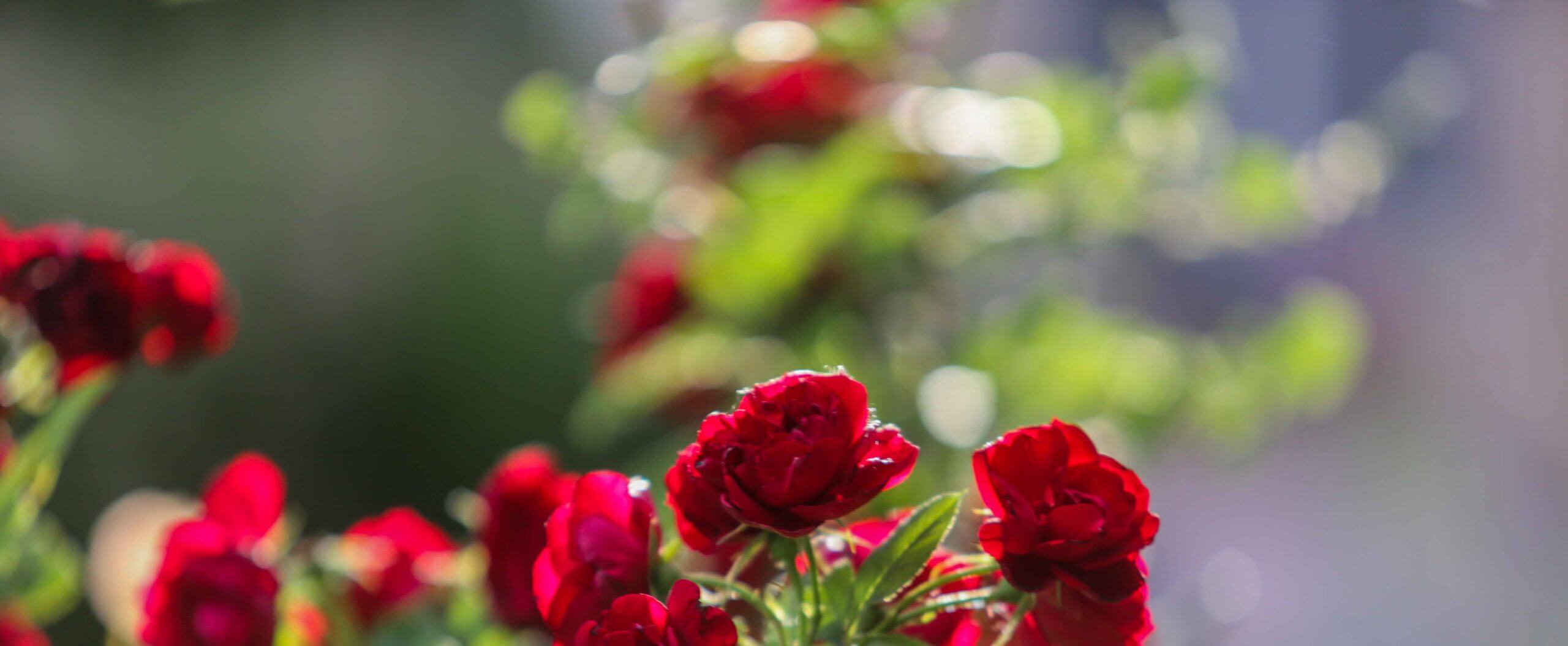 Meditation to Blossom into Your Full Potential