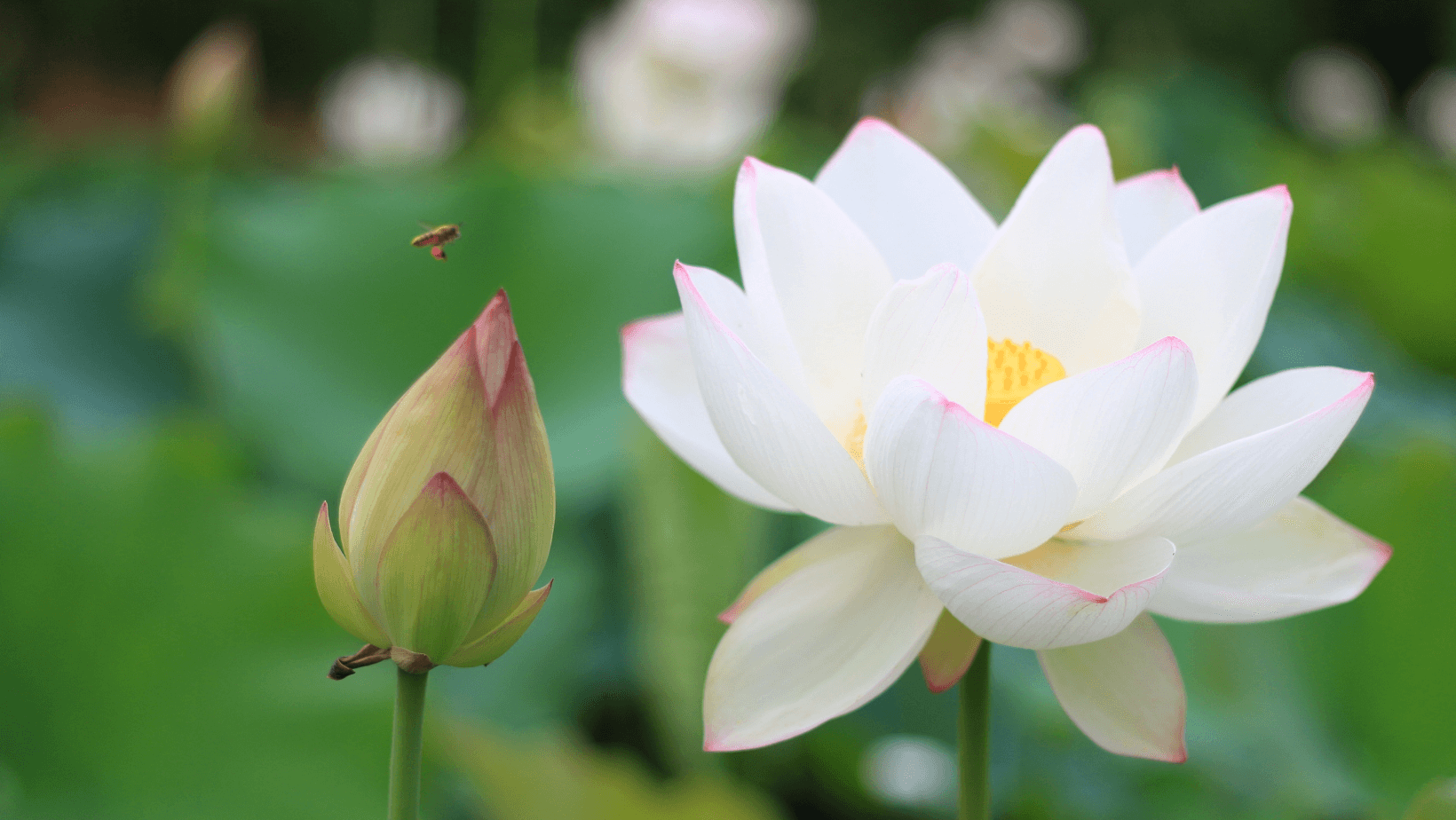 Meditation for the Heart Center #2