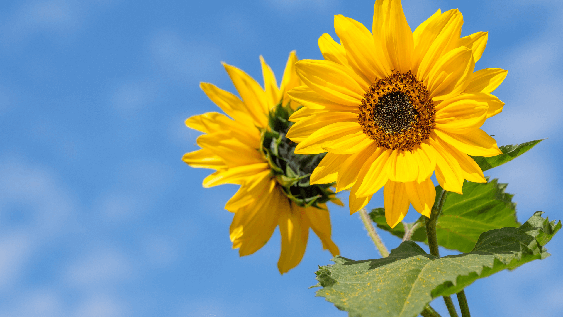 Meditation for Facing the Challenge of Tomorrow