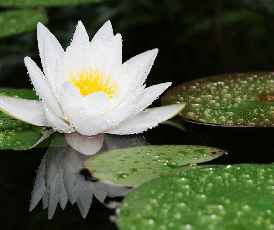 Meditation to Connect with the Self-Sensory System